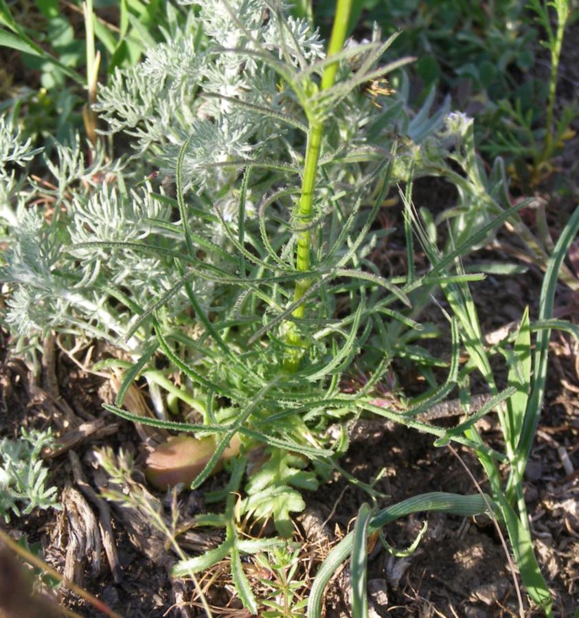 Изображение особи Crupina vulgaris.