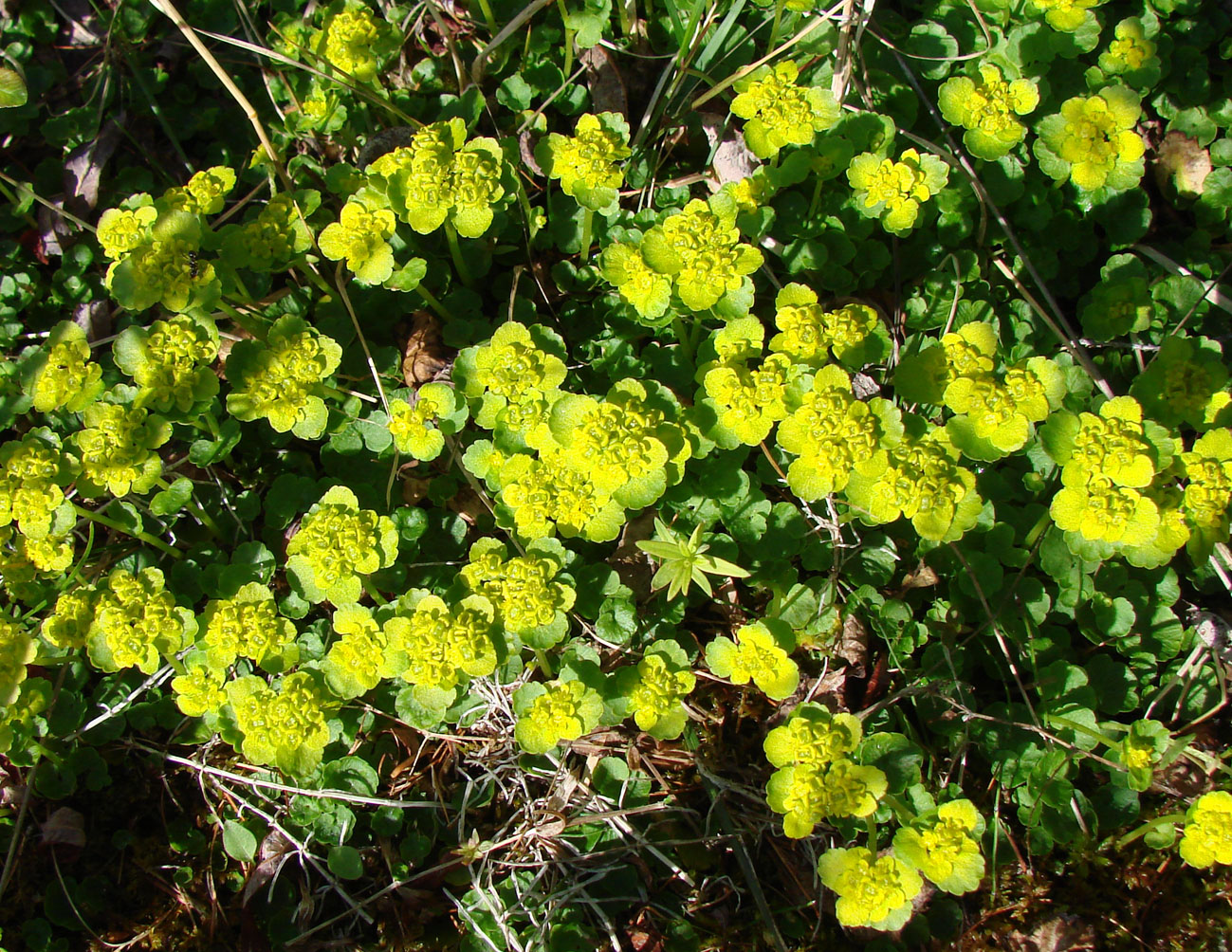 Image of Chrysosplenium sibiricum specimen.