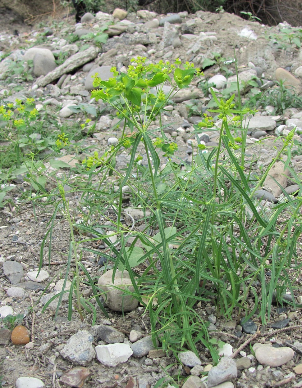 Image of Euphorbia daghestanica specimen.