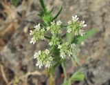 Turgenia latifolia. Соцветие. Дагестан, окр. г. Избербаш, склон горы. 13.05.2018.