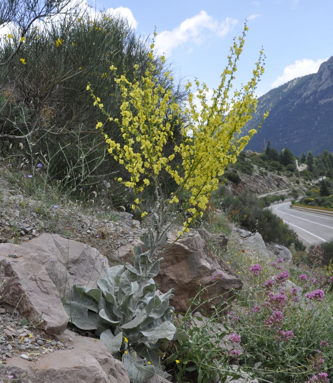 Image of Verbascum graecum specimen.