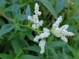 Aconogonon alpinum. Верхушка побега с соцветием. Москва, ГБС РАН, в культуре. 03.06.2018.
