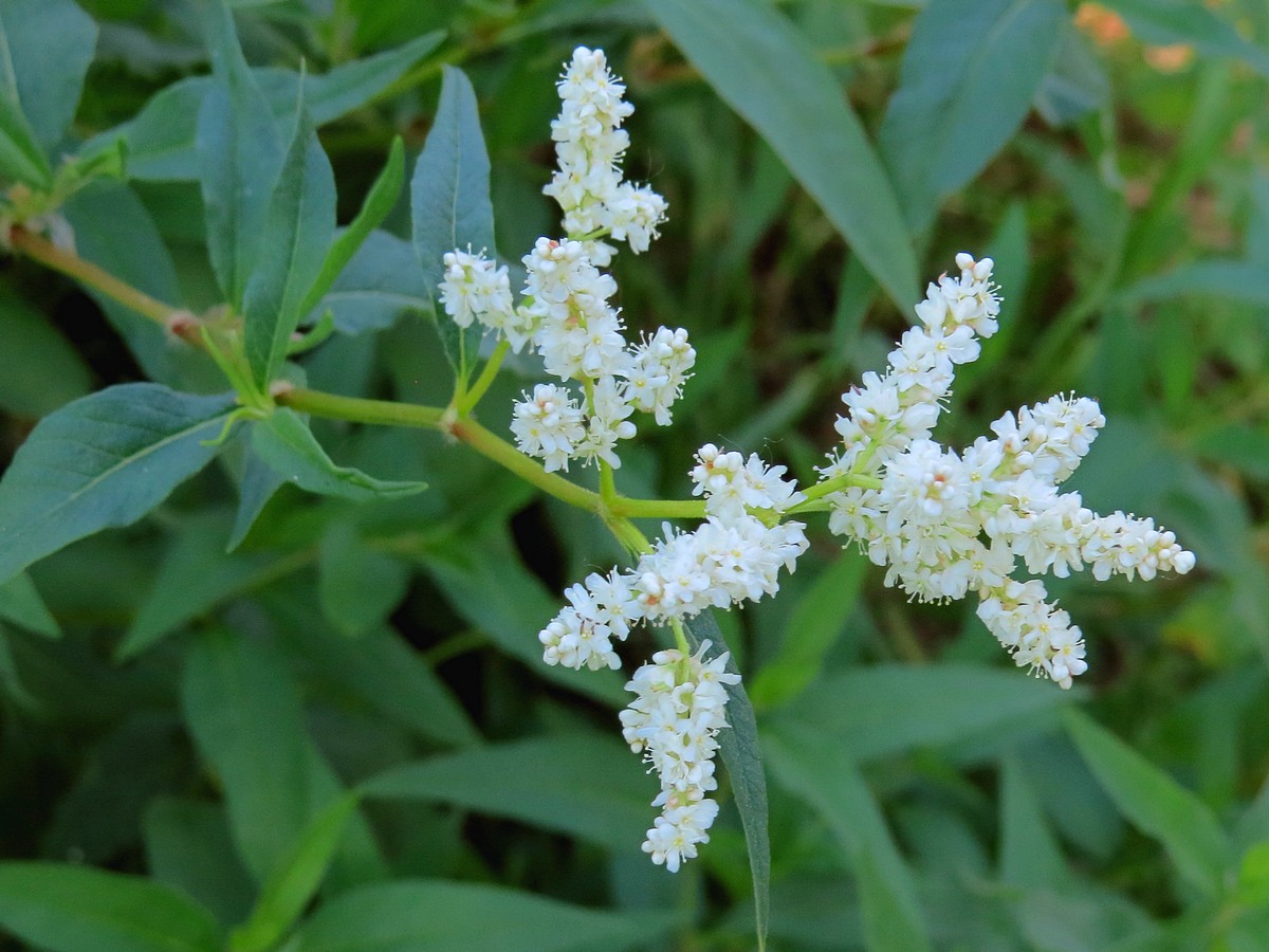 Изображение особи Aconogonon alpinum.