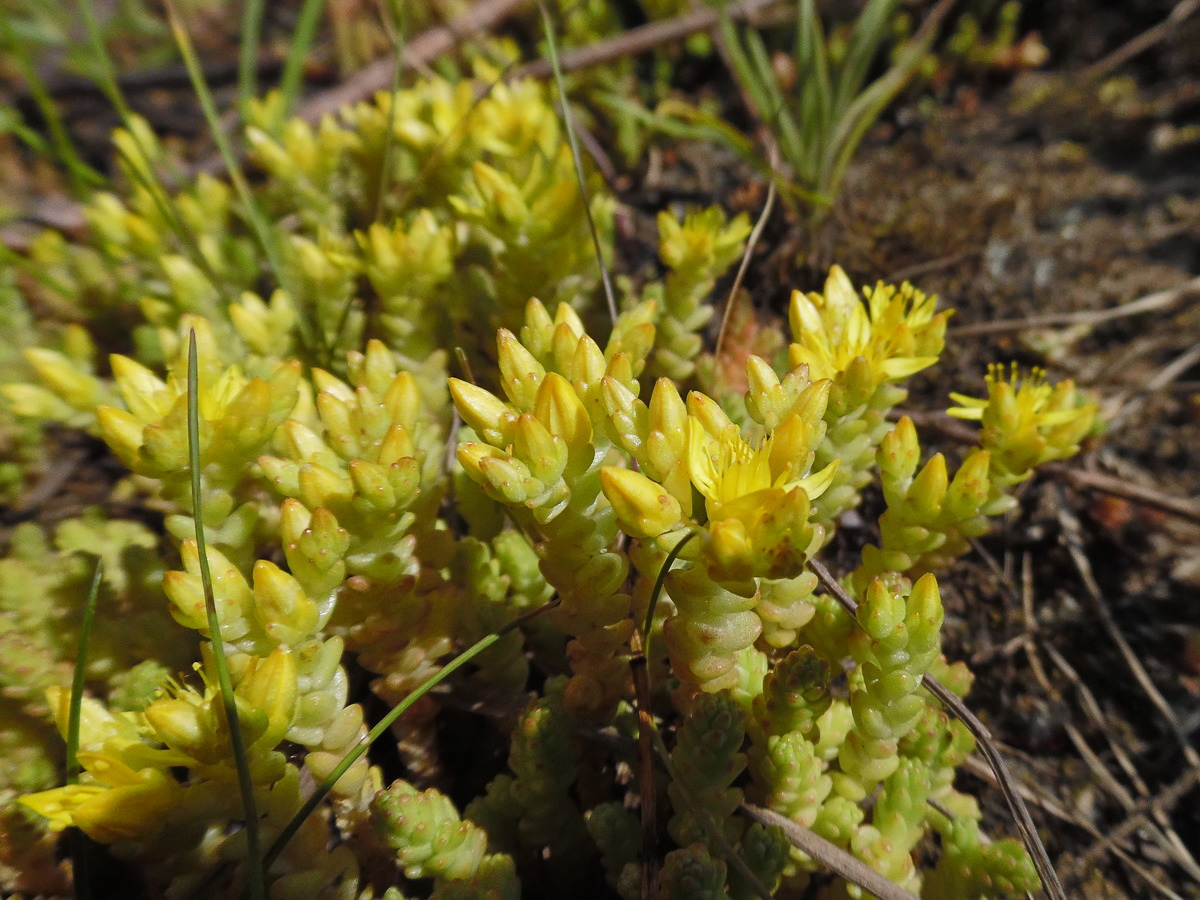 Изображение особи Sedum acre.