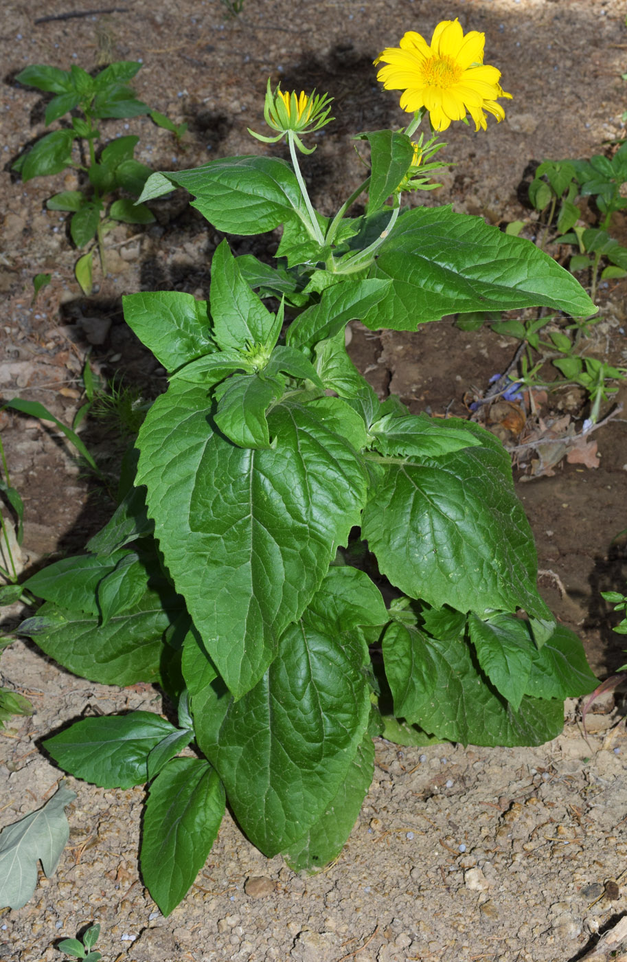 Image of Verbesina encelioides specimen.