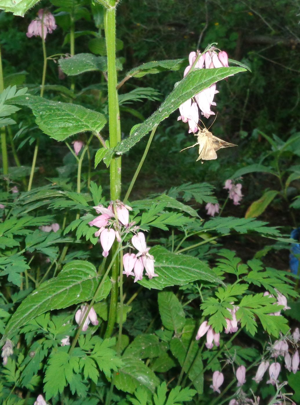 Image of Dicentra formosa specimen.