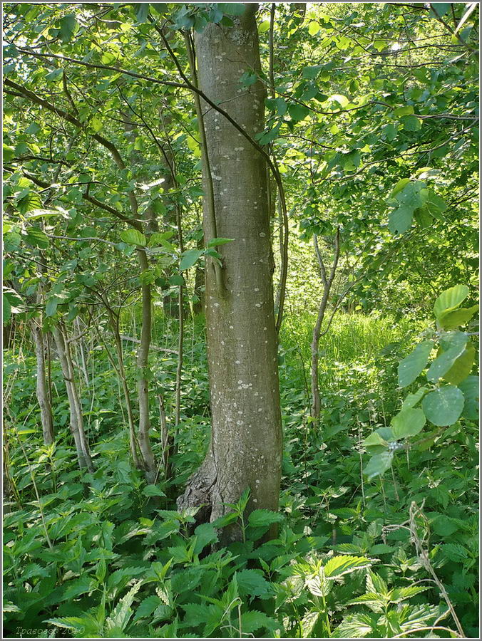 Image of Alnus incana specimen.