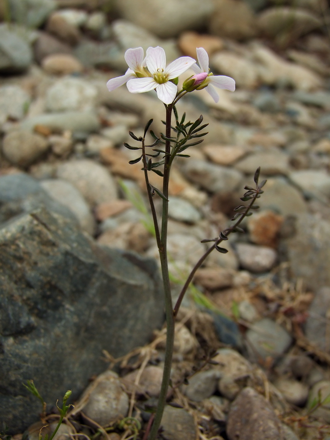 Image of Cardamine pratensis specimen.