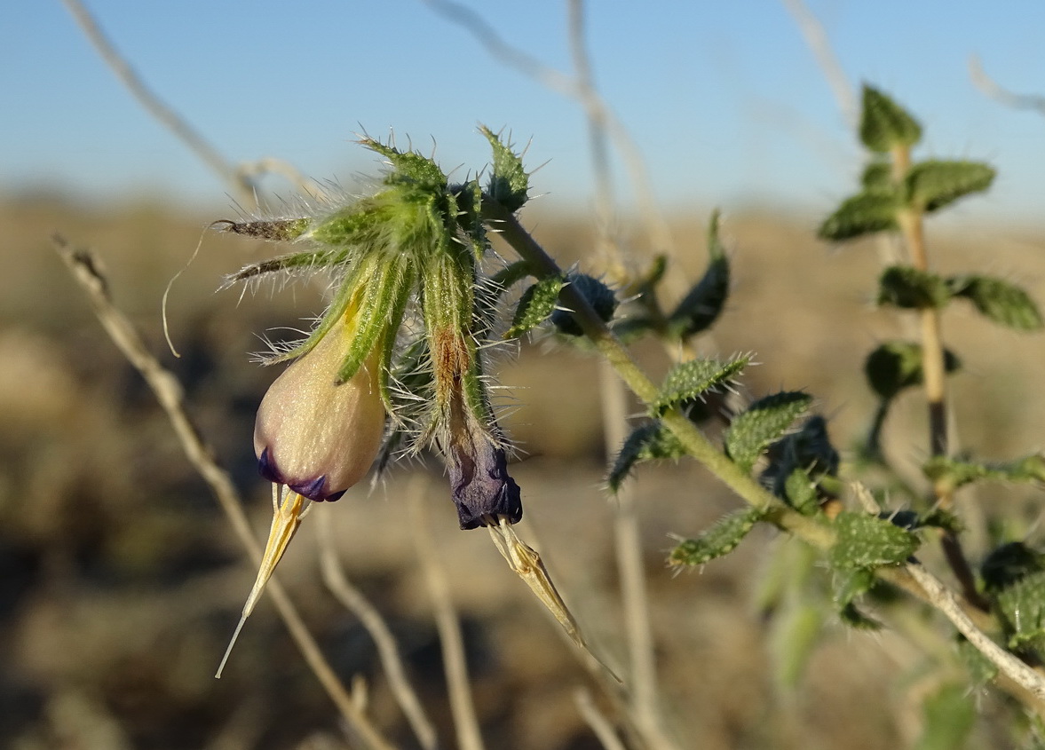 Изображение особи Onosma staminea.