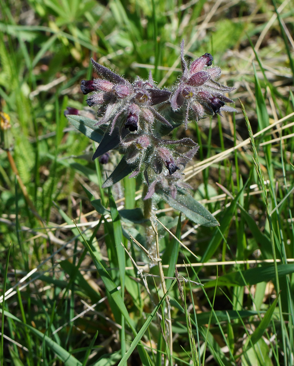 Image of Nonea rossica specimen.