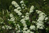 Spiraea media