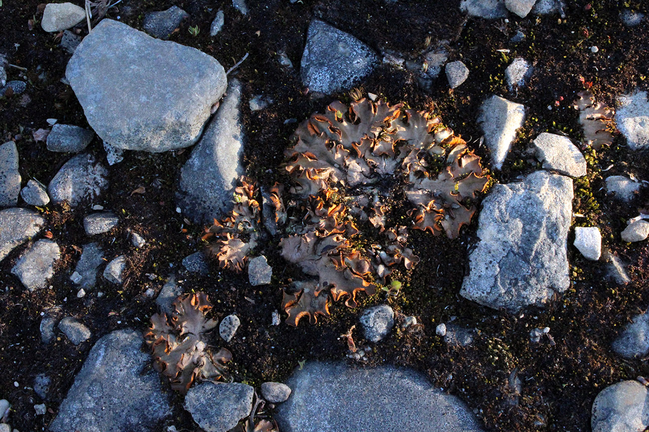 Image of Solorina crocea specimen.