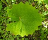 Eomecon chionantha