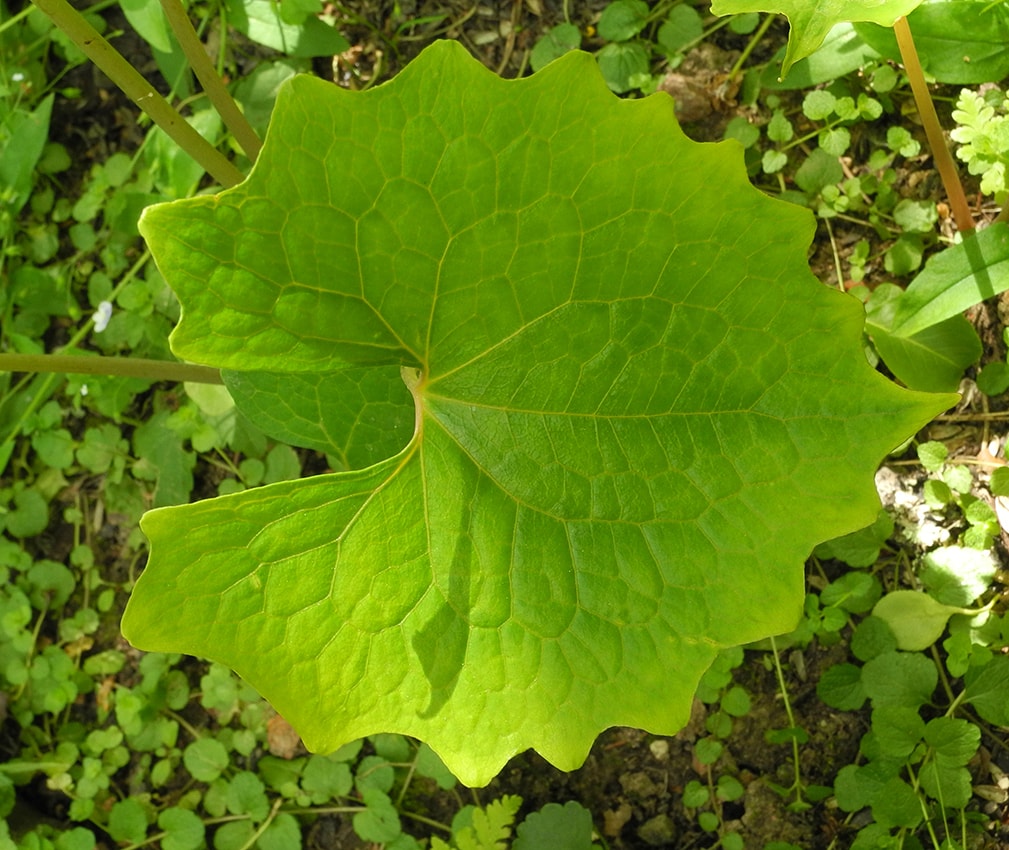 Image of Eomecon chionantha specimen.