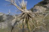 Tragopogon dubius. Частично облетевшее соплодие. Крым, Керченский п-ов, мыс Казантип, петрофитная степь на приморском склоне. 26.05.2018.