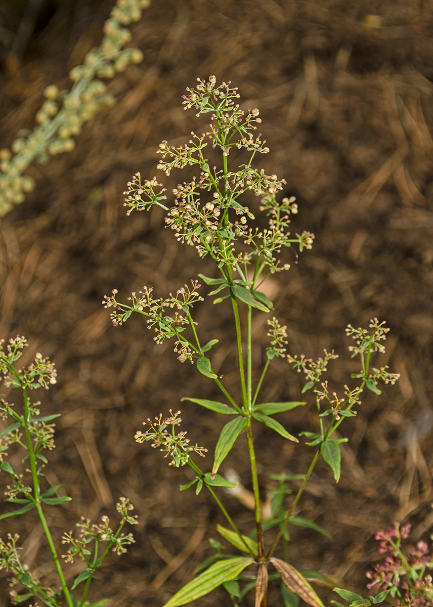 Изображение особи Galium physocarpum.