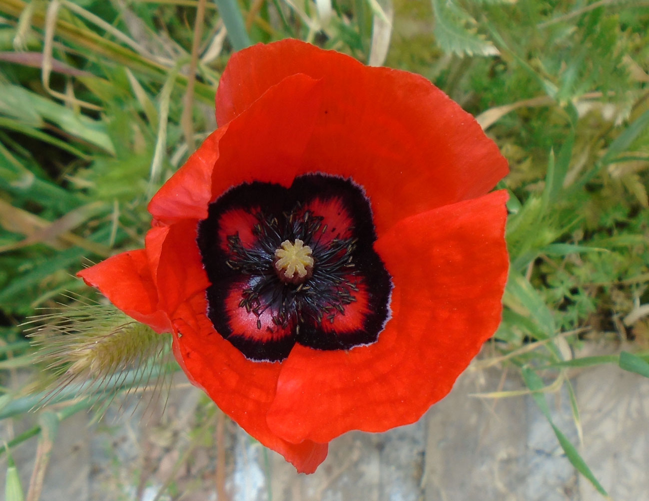 Image of Papaver pavoninum specimen.