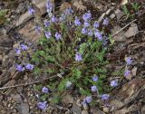 Veronica capsellicarpa