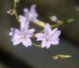 Limonium anfractum