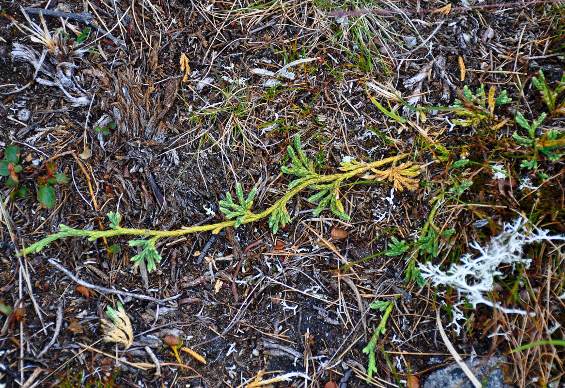 Изображение особи Diphasiastrum alpinum.