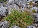 Carex bigelowii