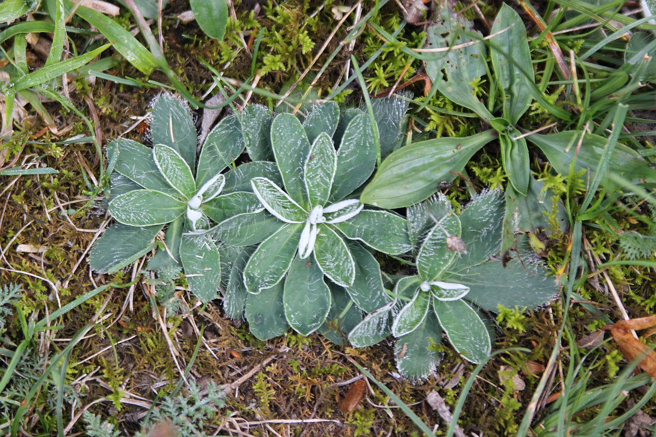 Image of Pilosella officinarum specimen.