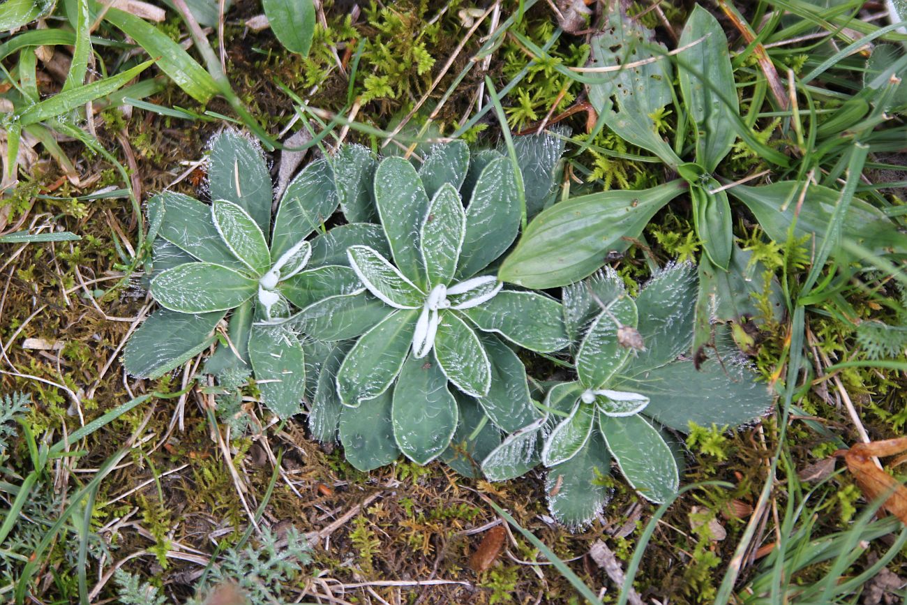 Изображение особи Pilosella officinarum.