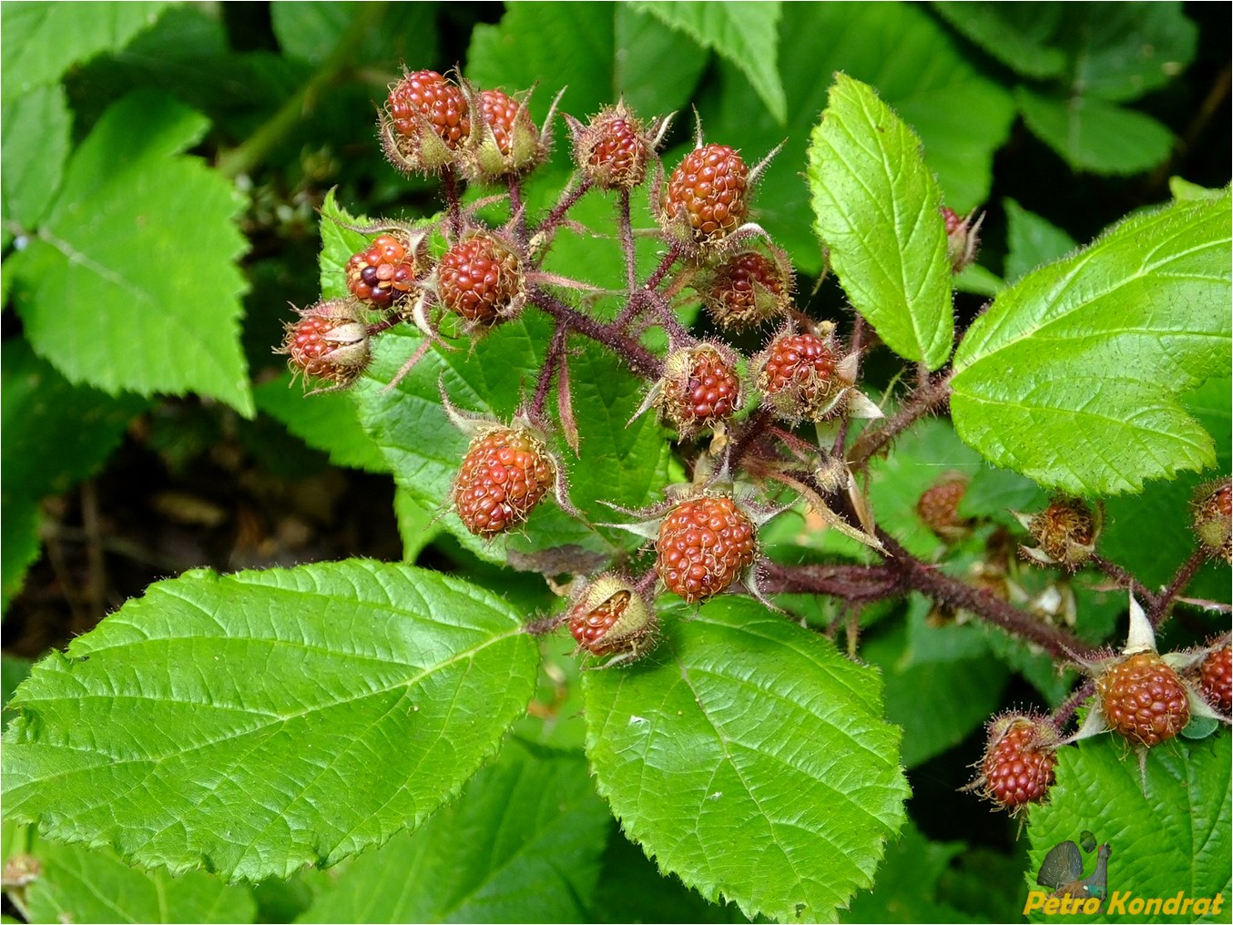 Image of Rubus hirtus specimen.