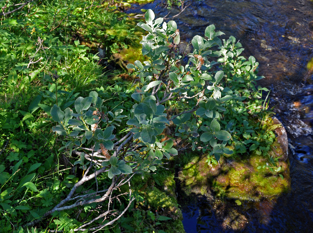 Image of Salix lanata specimen.