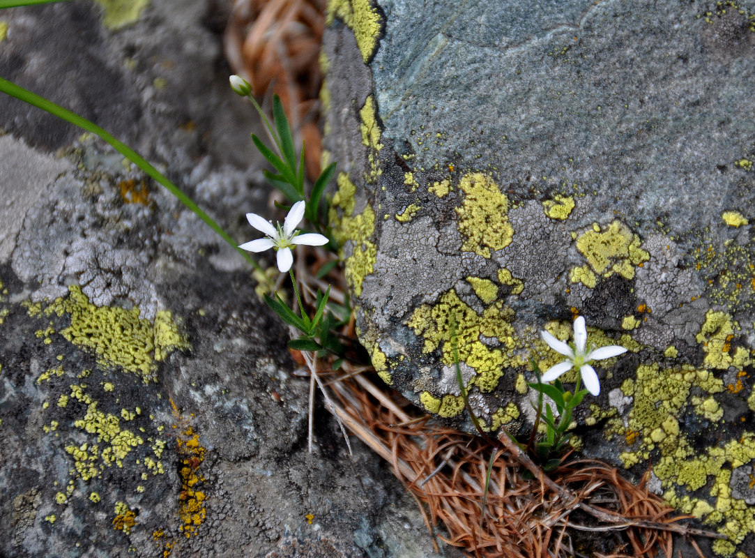 Image of Moehringia lateriflora specimen.