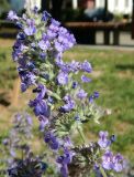 Nepeta grandiflora. Соцветие. Москва, Щербинка, в культуре. Июнь 2018 г.