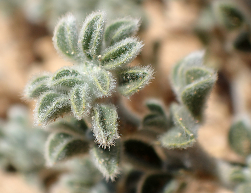 Image of Medicago marina specimen.