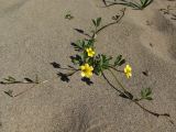 Ranunculus repens