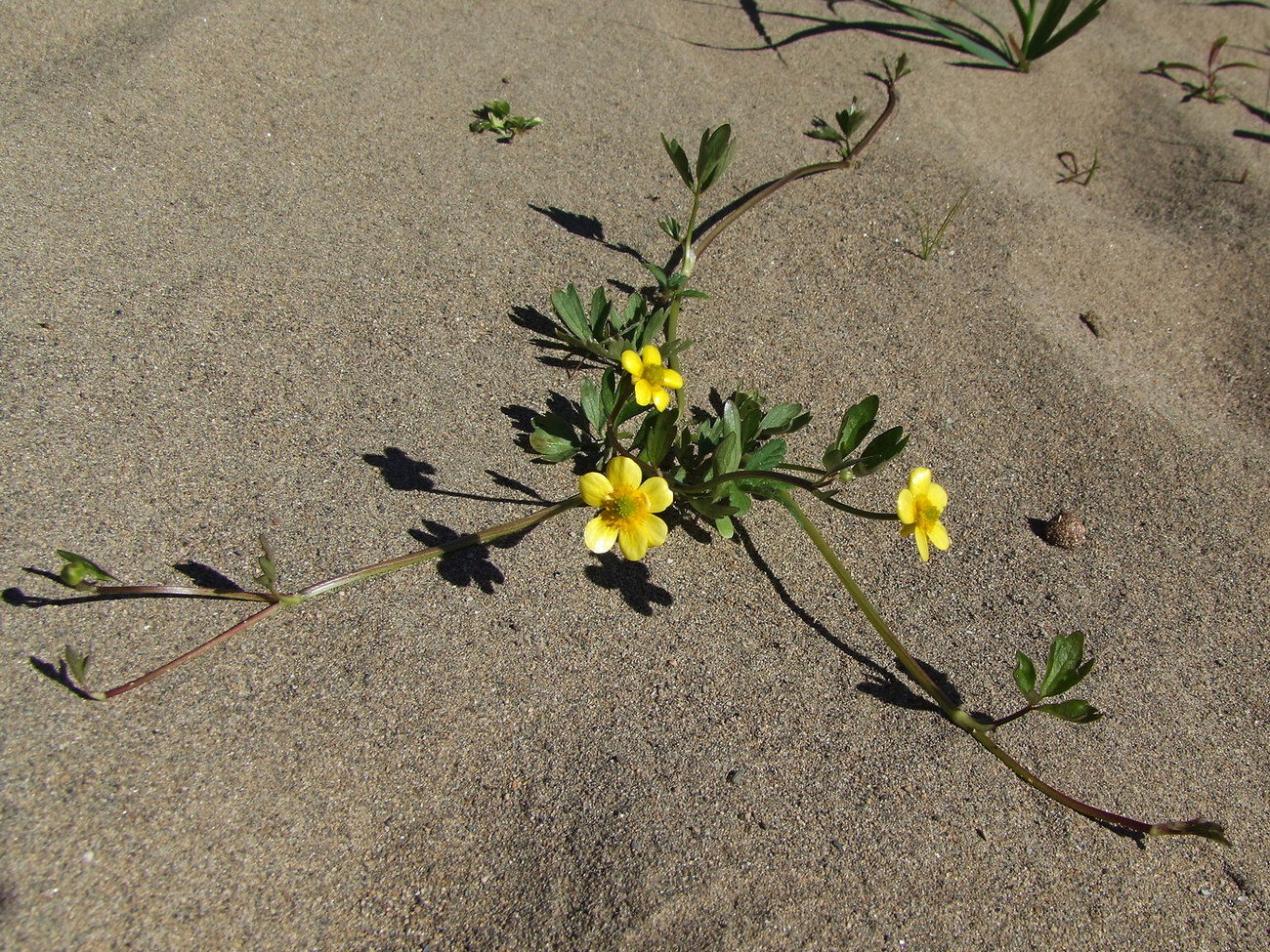 Image of Ranunculus repens specimen.