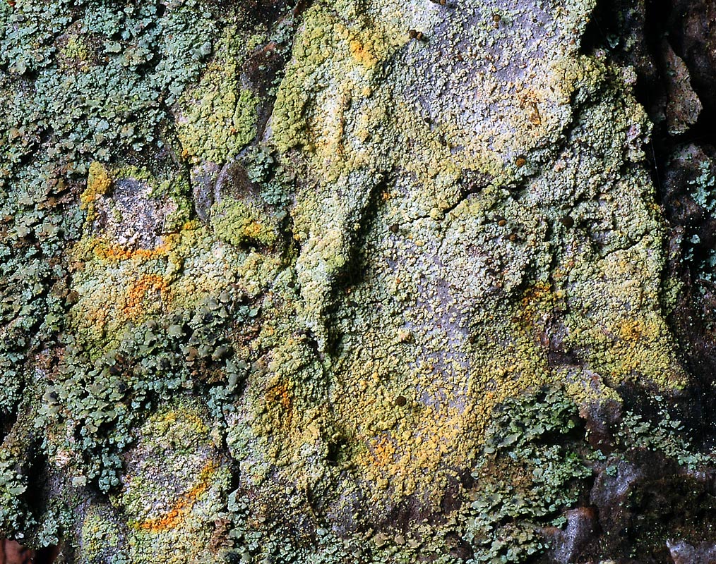 Image of division Ascomycota specimen.