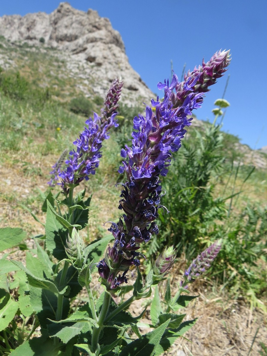 Image of Salvia deserta specimen.