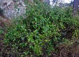 Smilax aspera
