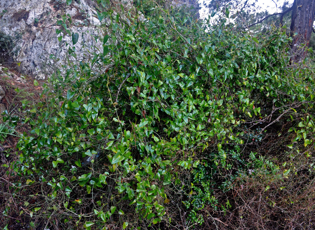 Image of Smilax aspera specimen.