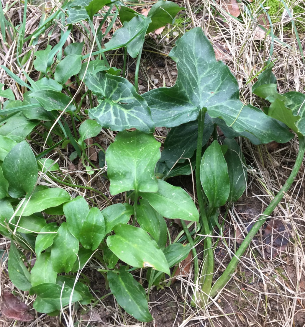Image of genus Arum specimen.