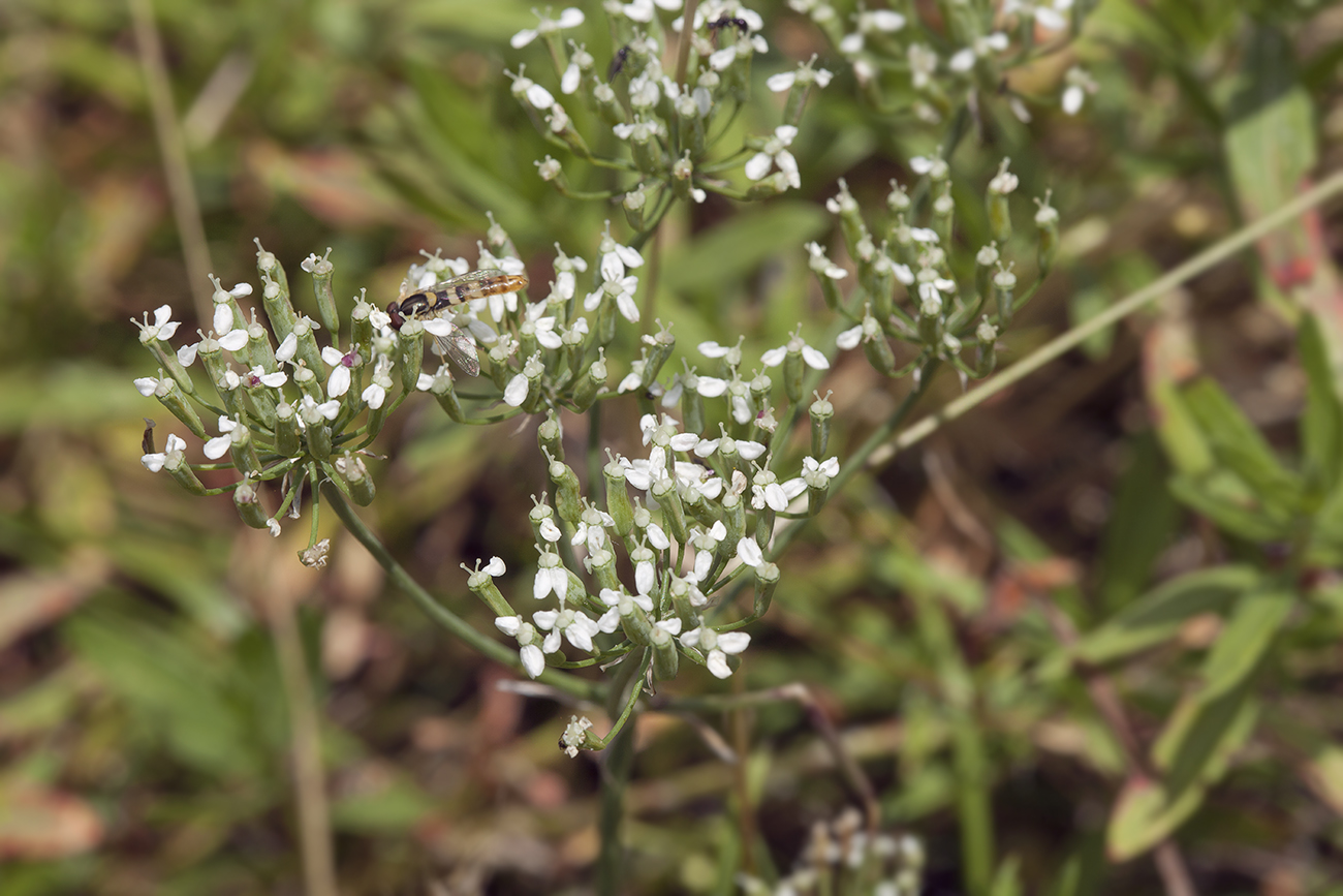 Image of Oedibasis apiculata specimen.