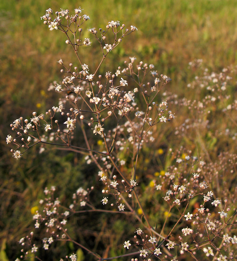 Image of Gypsophila paniculata specimen.