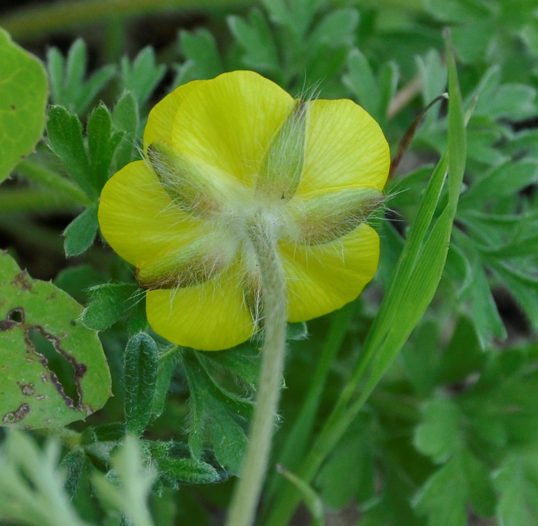 Изображение особи Ranunculus millefolius.