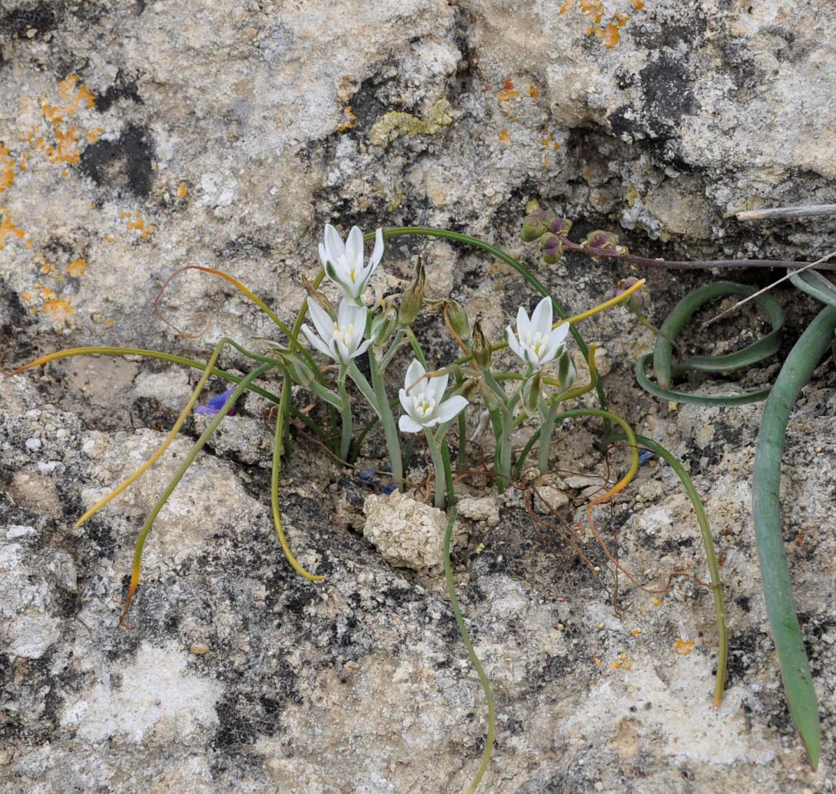 Image of Ornithogalum trichophyllum specimen.