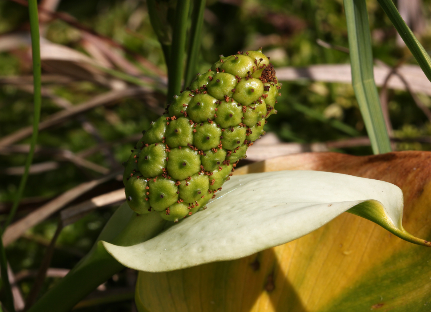 Image of Calla palustris specimen.