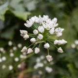 Allium neapolitanum. Соцветие. Испания, Каталония, г. Барселона, гора Монжуик, луг. 30.03.2019.