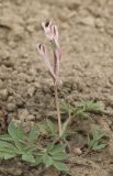 Corydalis schanginii. Цветущее растение. Костромская обл., Судиславский р-н, дер. Антипино, в культуре. 05.05.2019.