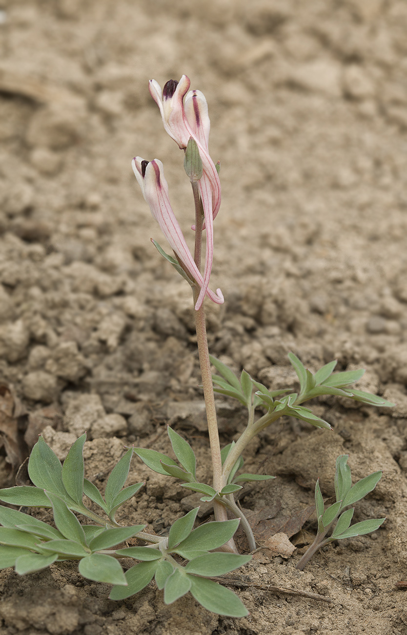 Изображение особи Corydalis schanginii.