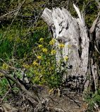 Erysimum cuspidatum