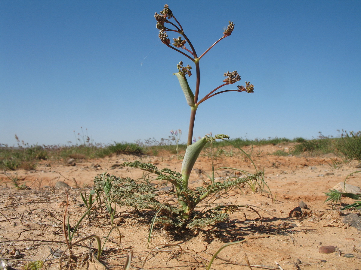 Image of Ferula karataviensis specimen.