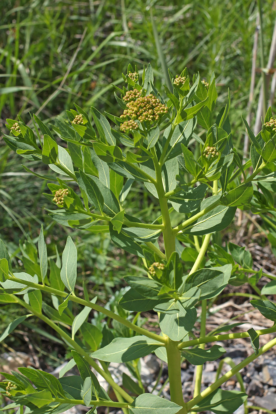 Image of Haplophyllum latifolium specimen.